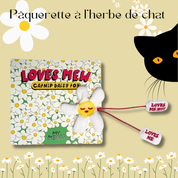 Pâquerette herbe à chat