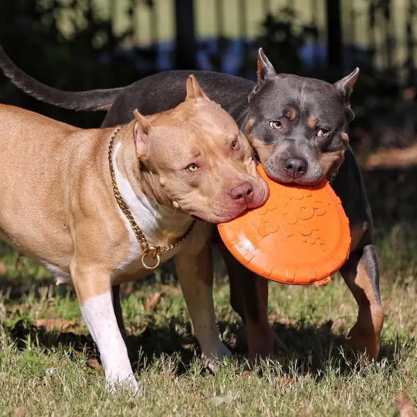 Frisbee